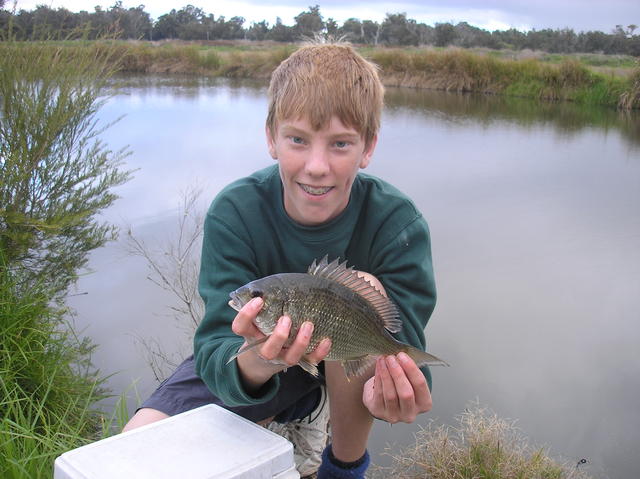 27 cm bream